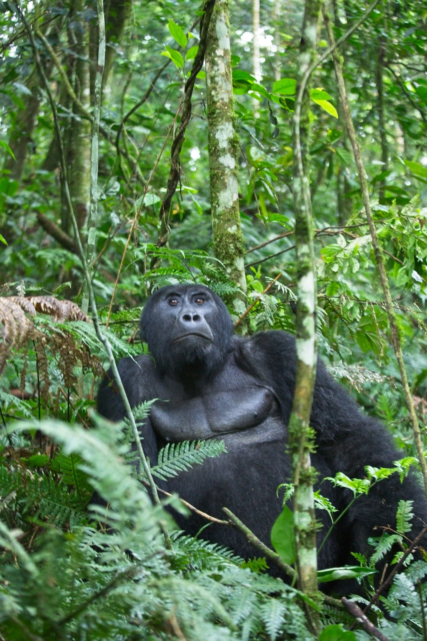 Gorilla-Trekking Uganda