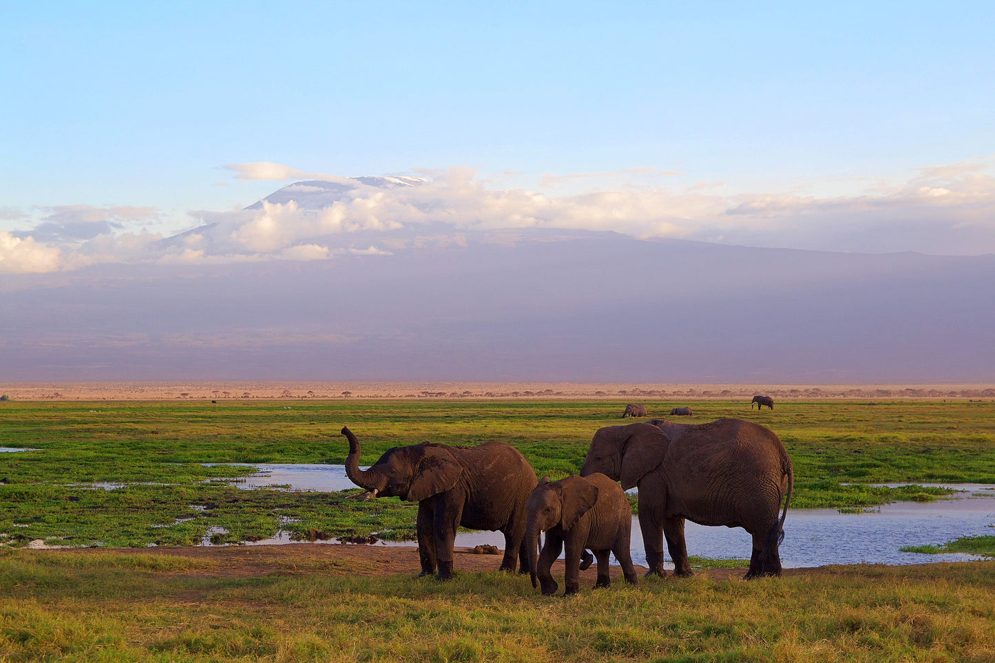 Kenia - die Big 5