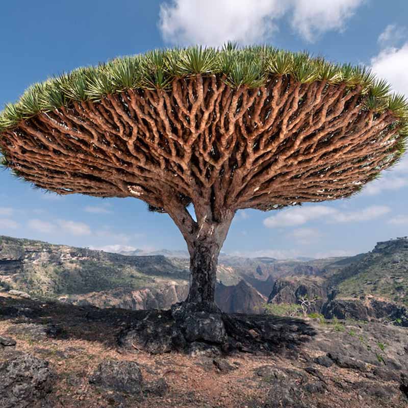 Sokotra - Naturparadies Jemen