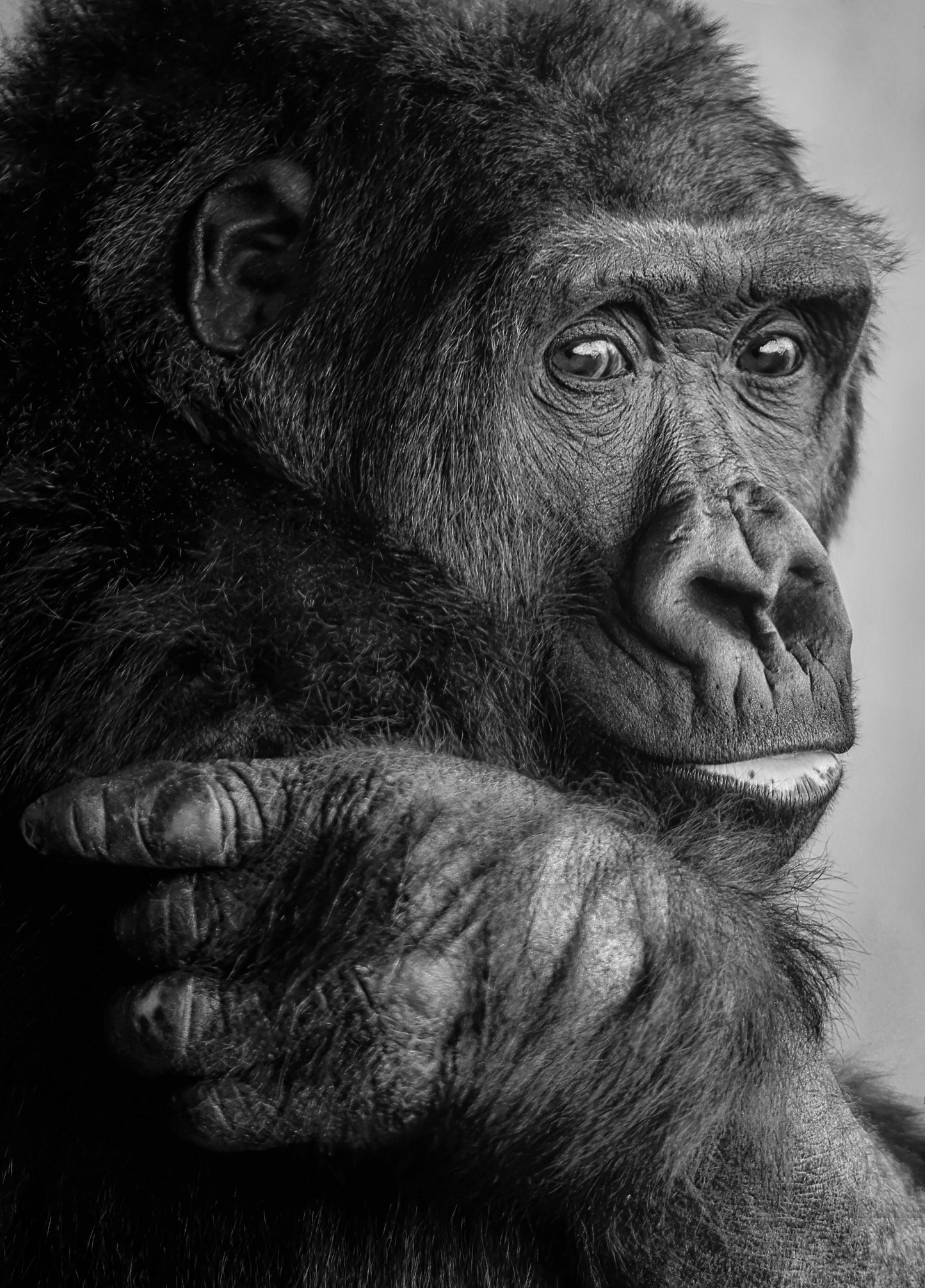 Gorilla-Trekking Uganda